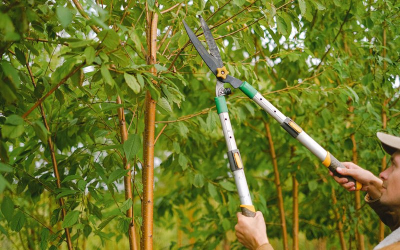 Tree trimming in Hurleyville, NY